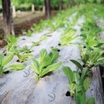 Best Mulching Film Manufacturers & Suppliers in India