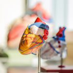The Relationship Between Anatomy and Physiology