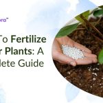 How To Fertilize Indoor Plants: A Complete Guide.