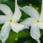 Nature’s Morphine Conolidine: The Ultimate Pain Relief Supplement