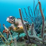 Can a New DNA Database Help Save This Incredible Sea Turtle?