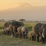 Encounter the Best of Kenya\’s Epic Wildlife Safari Adventures